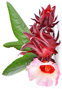 Photgraph of Roselle - Hibiscus sabdariffa